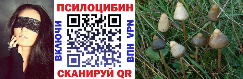 Псилоцибиновые грибы Psilocybe  Богучар 